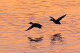 Ducks In Flight Silhouettes_08740